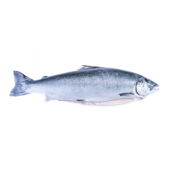 Kanika Frozen Atlantic Salmon Whole Fish Block Cut 4.5kg(+-)
